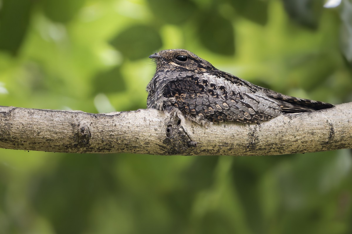 Лагс эргүүбор - ML644650467