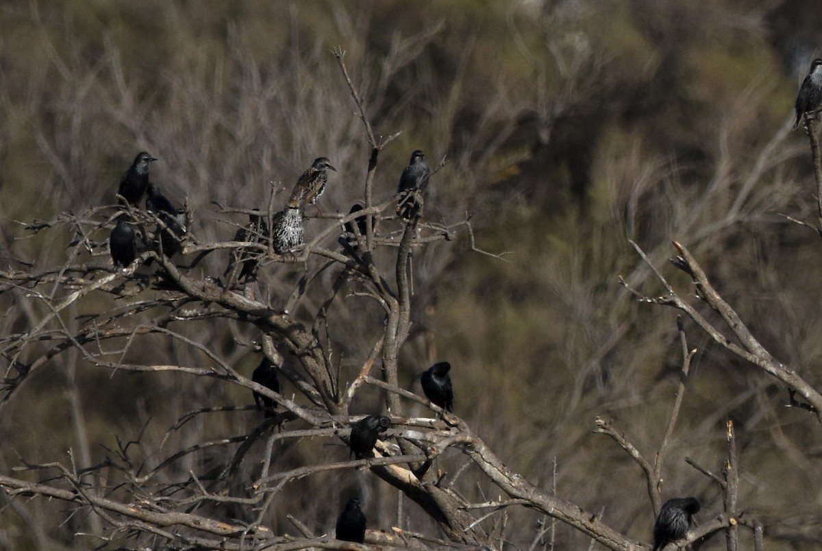 European Starling - ML644650477