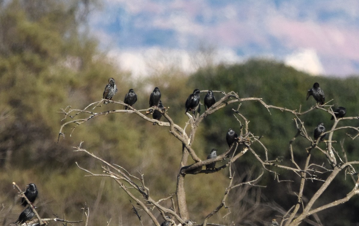 European Starling - ML644650478