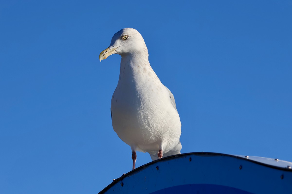 American Herring Gull - ML644650480