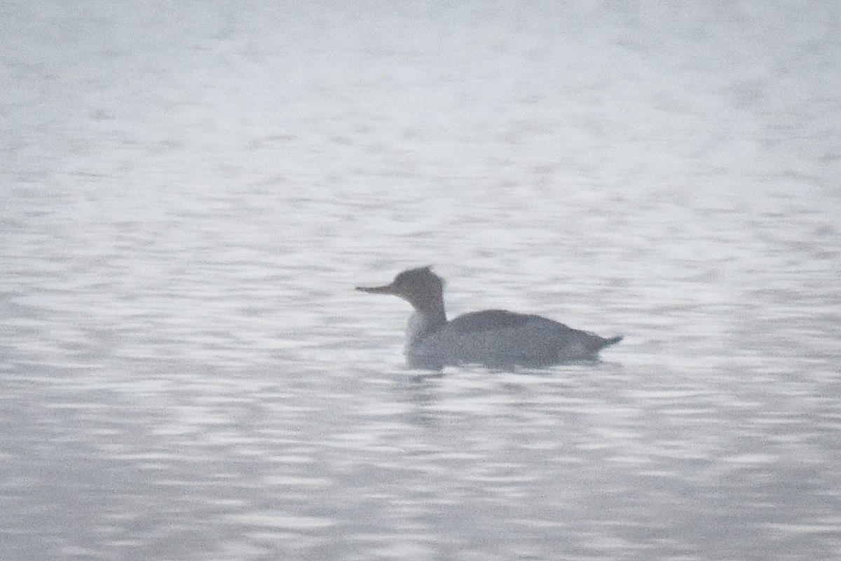Red-breasted Merganser - ML644650481