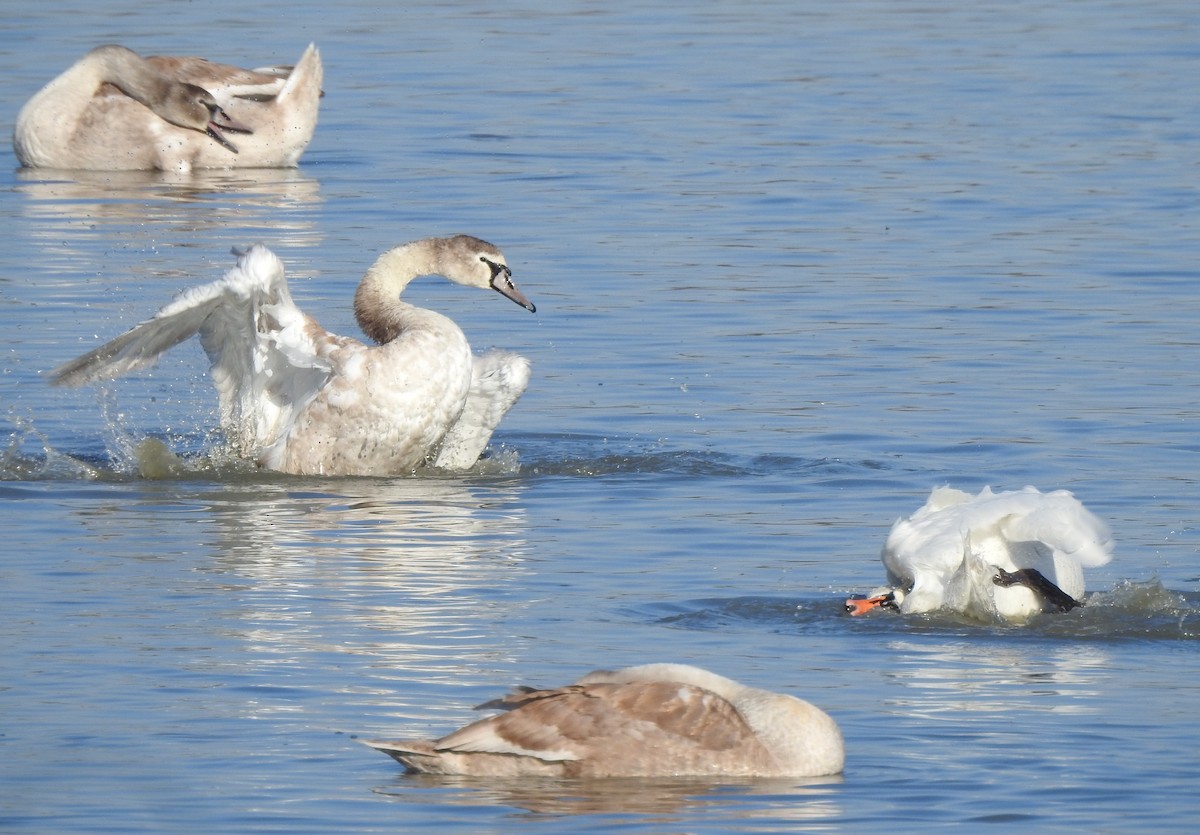 Лебідь-шипун - ML644650491
