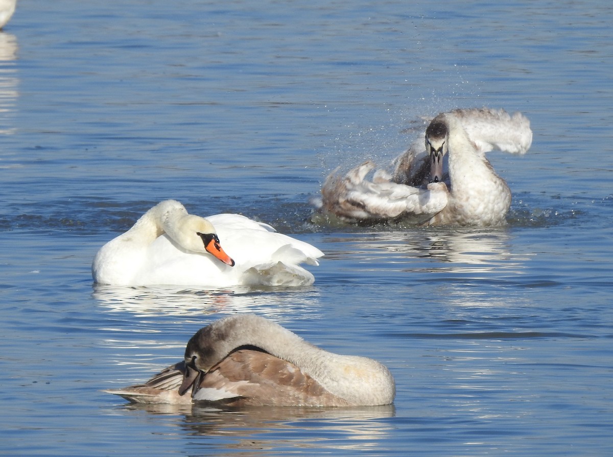 Лебідь-шипун - ML644650492