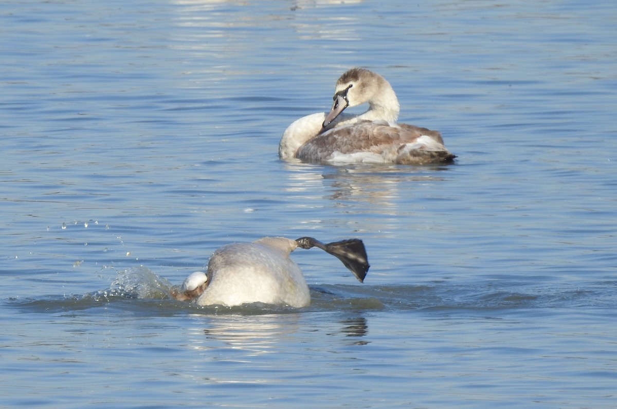 Лебідь-шипун - ML644650493