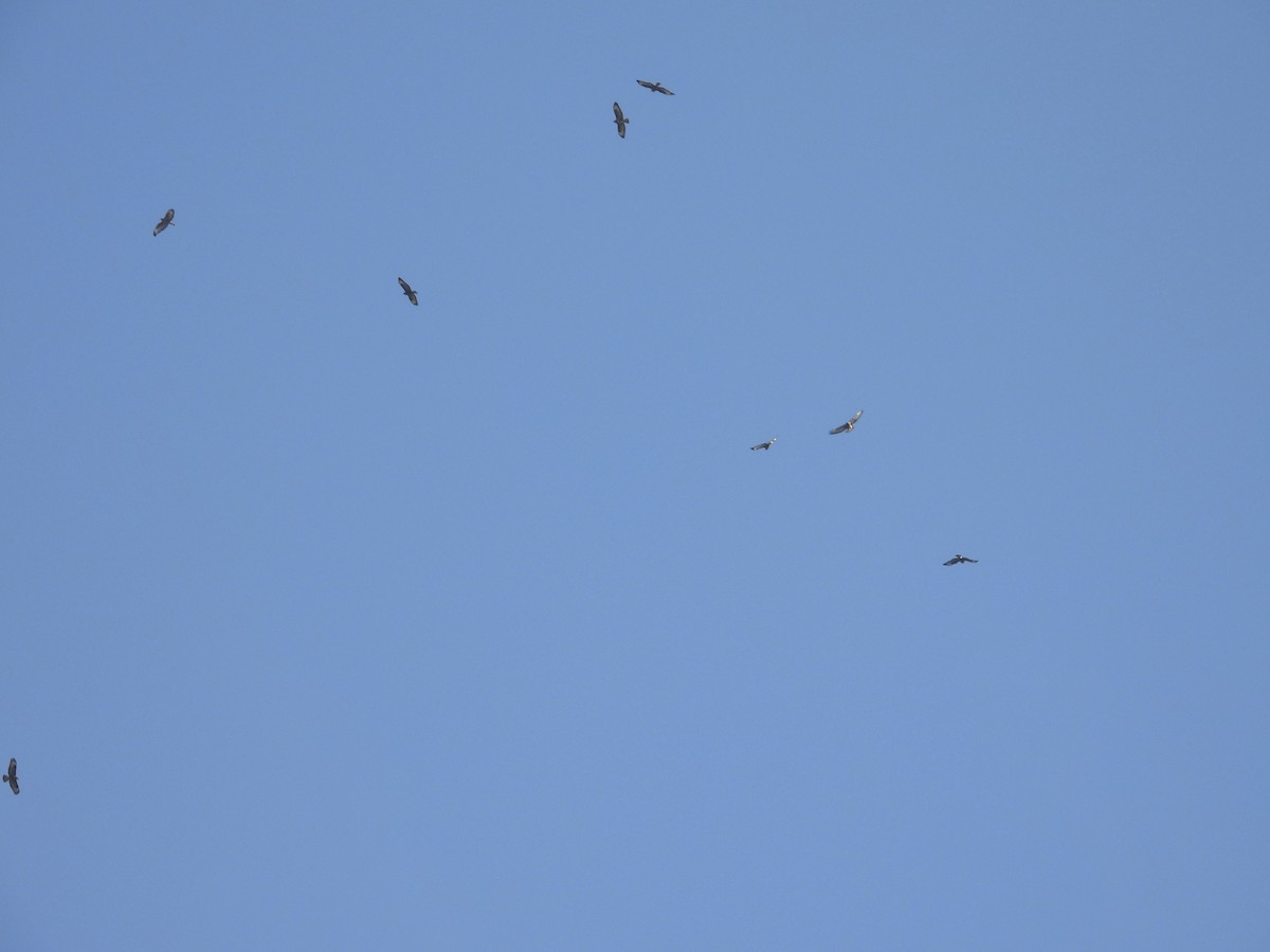 Zapelatz arrunta - ML644650497