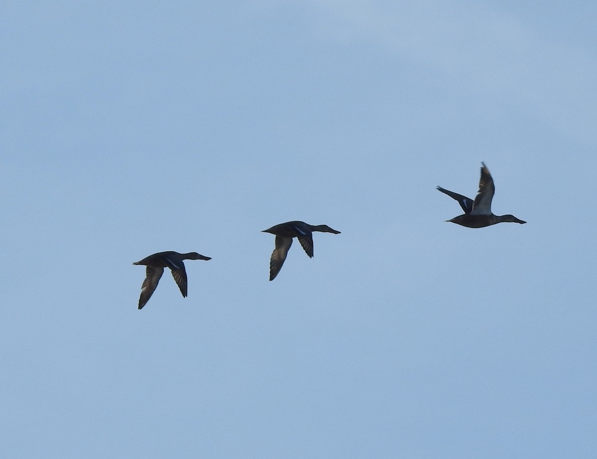 Широконіска північна - ML644650505