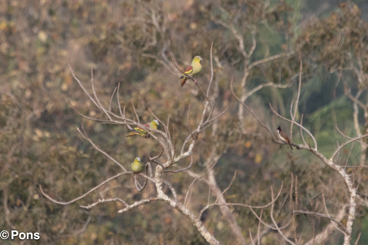 Colombar de Phayre - ML644650512