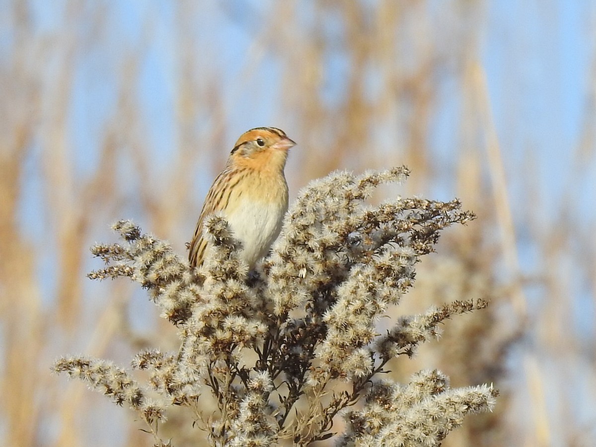 LeConte's Sparrow - ML644650515