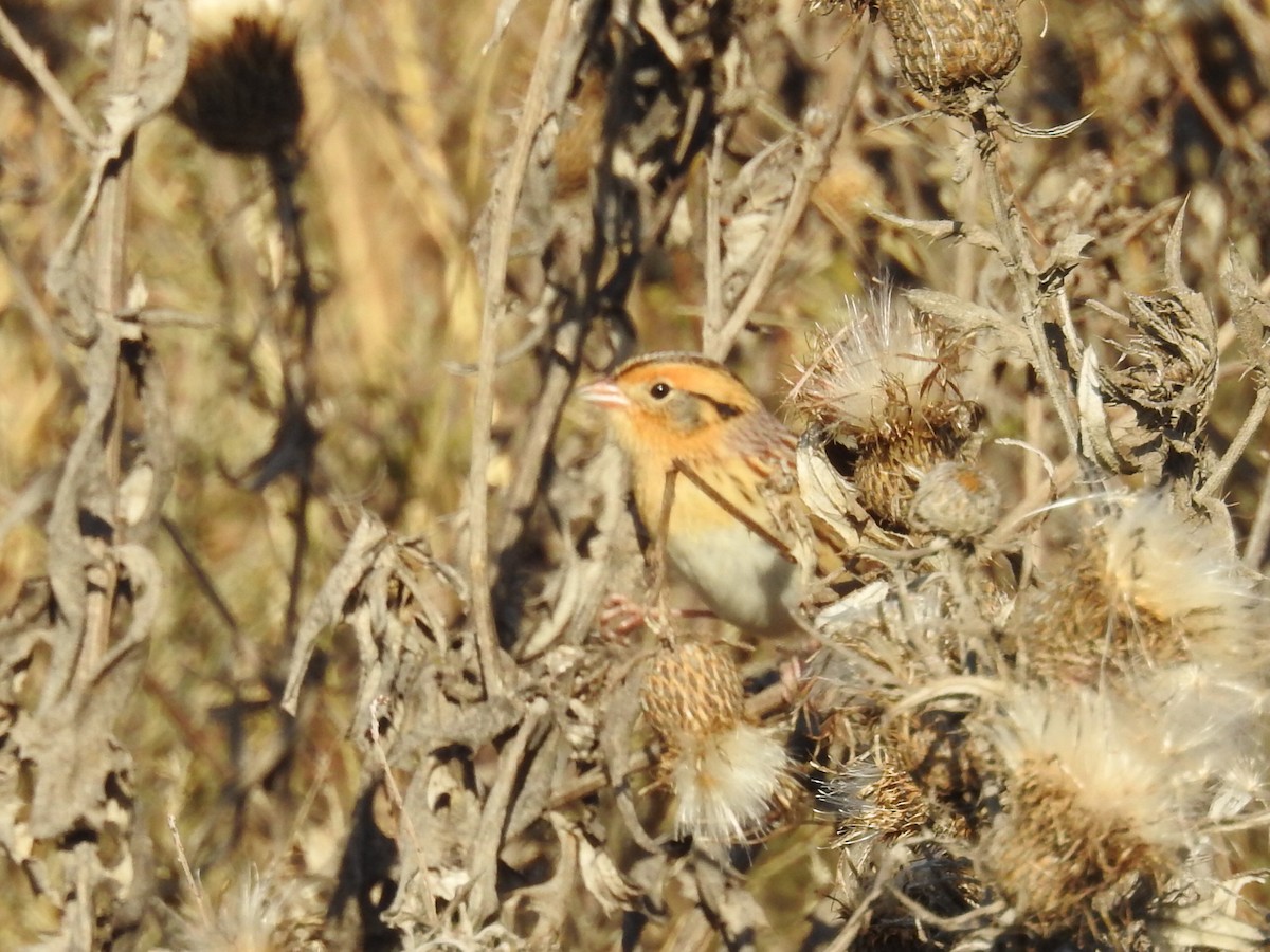 LeConte's Sparrow - ML644650516