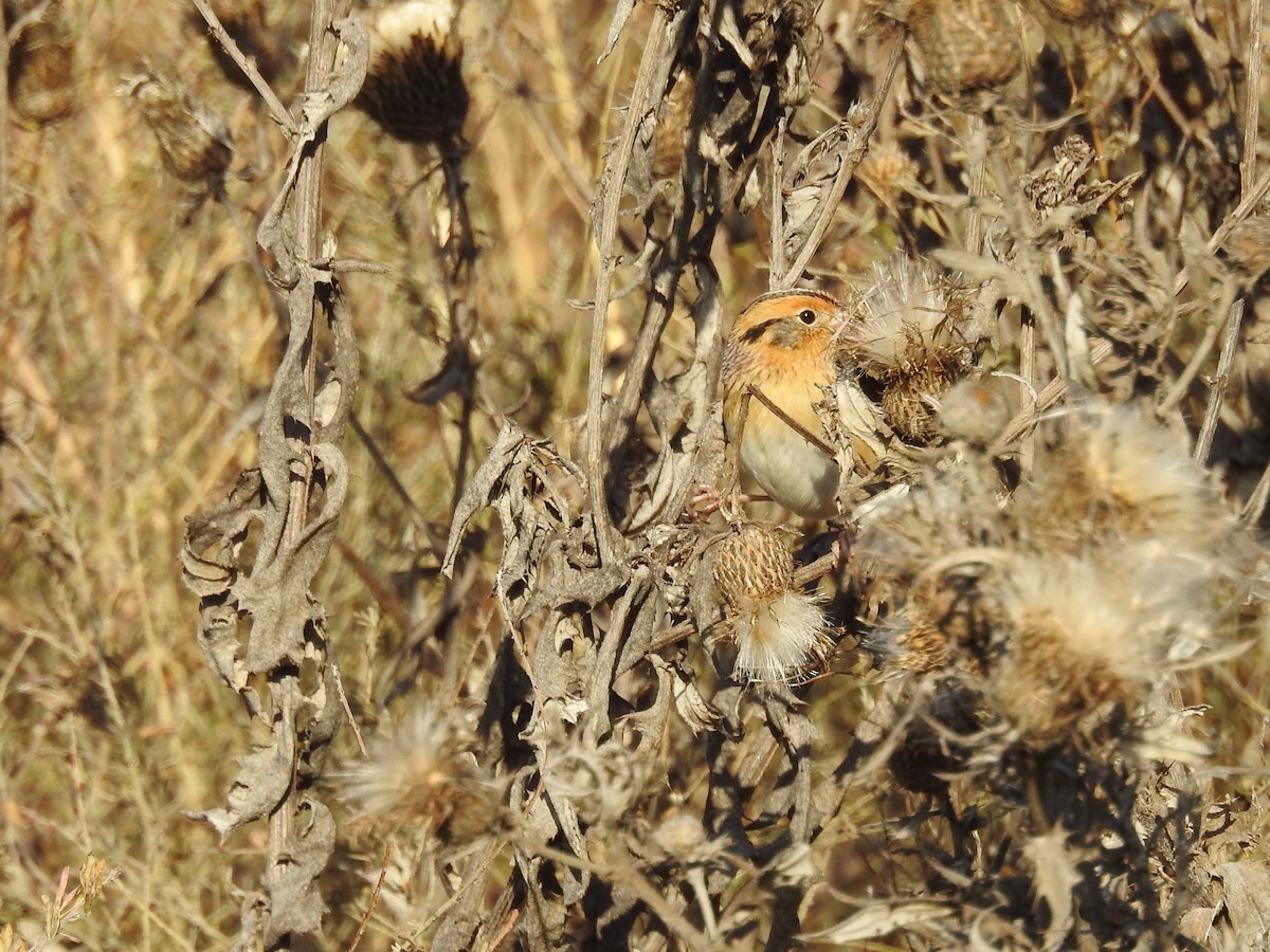 LeConte's Sparrow - ML644650517