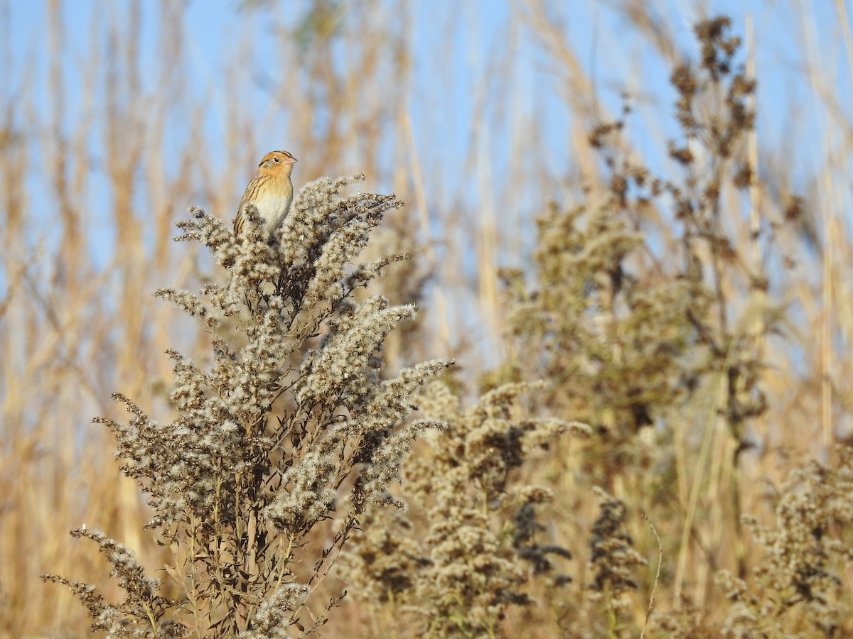 LeConte's Sparrow - ML644650518