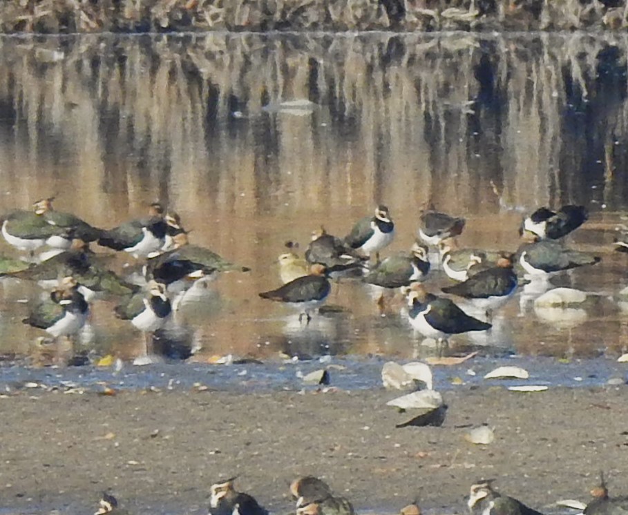 Avefría Sociable - ML644650519