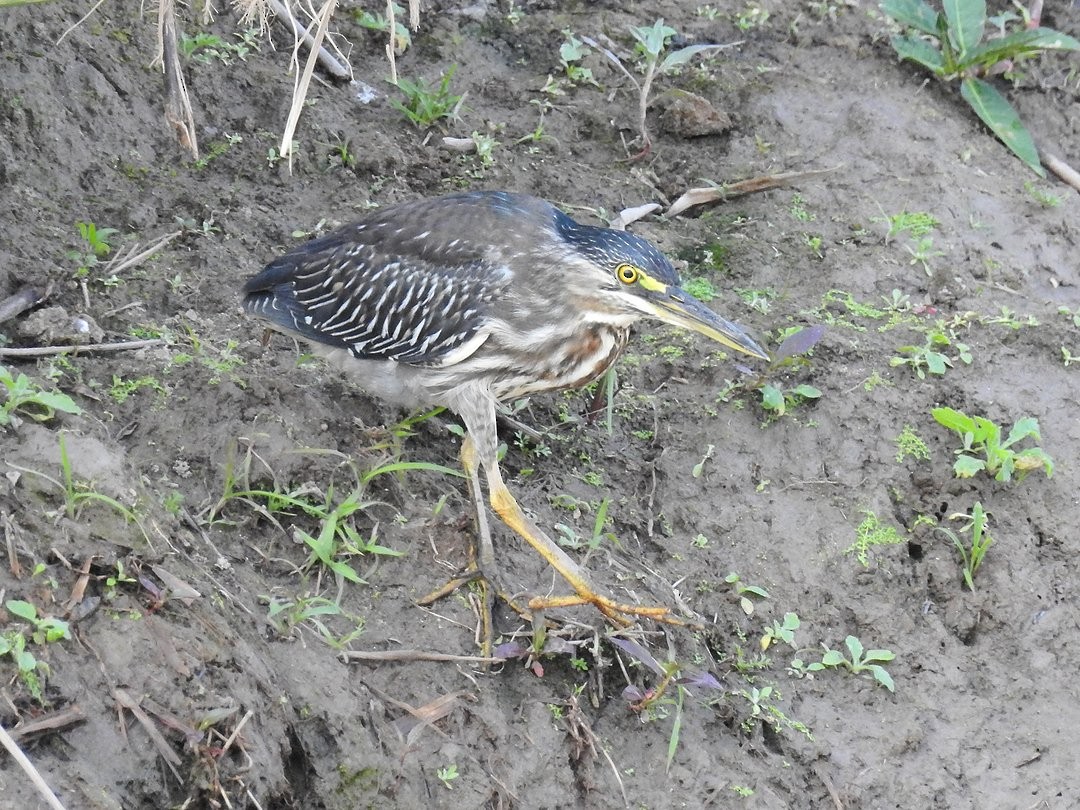Striated Heron - ML644650520
