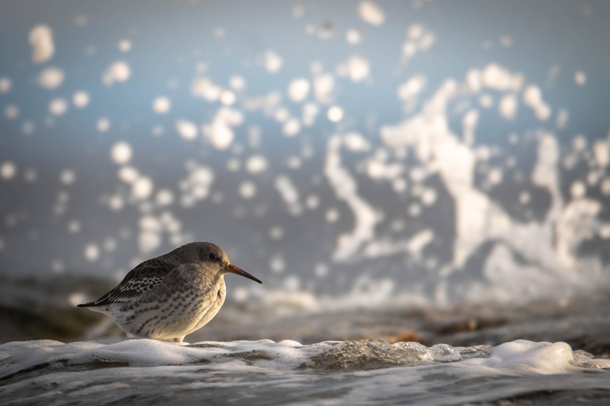 Purple Sandpiper - ML644650523
