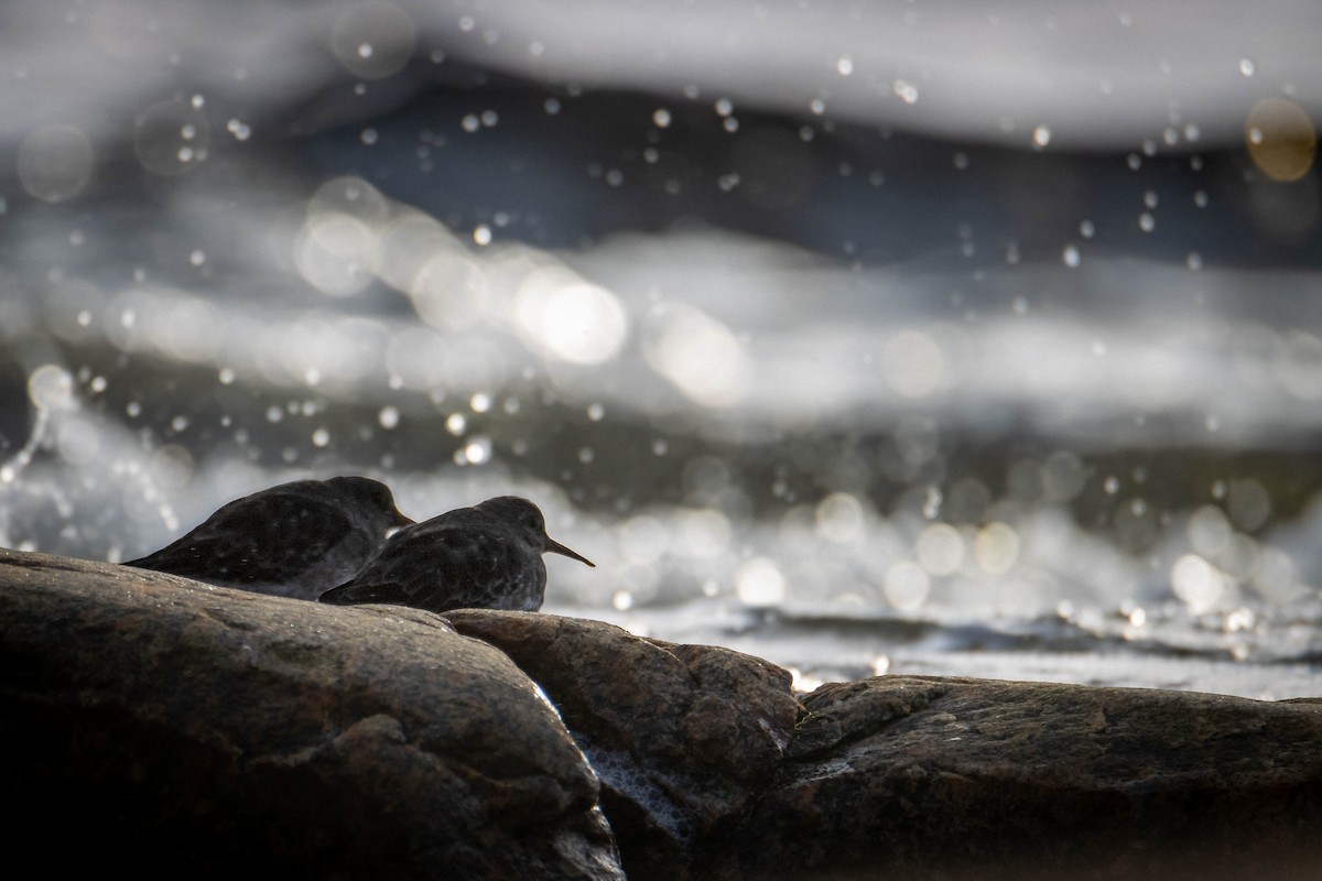 Purple Sandpiper - ML644650524