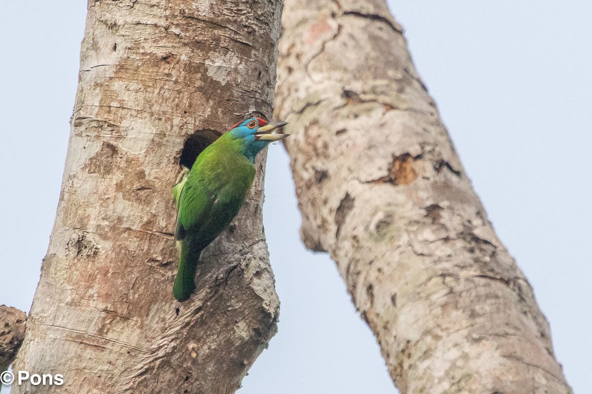 Barbu à gorge bleue - ML644650527