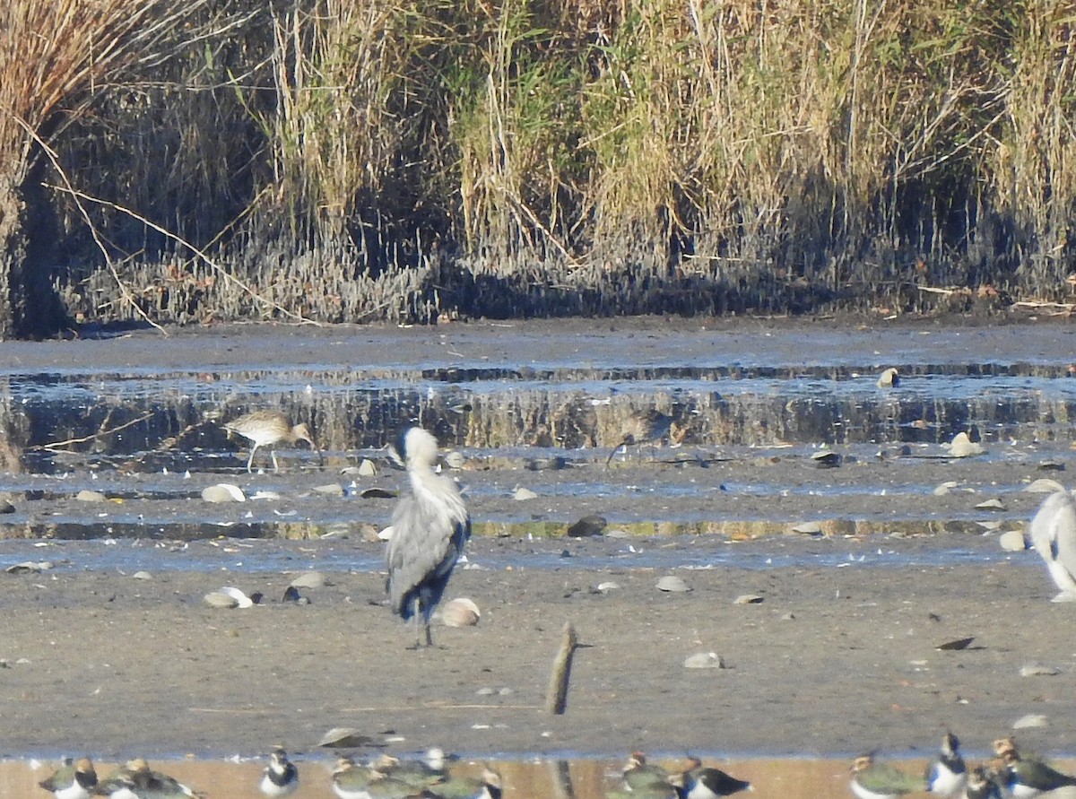 Кульон великий - ML644650528