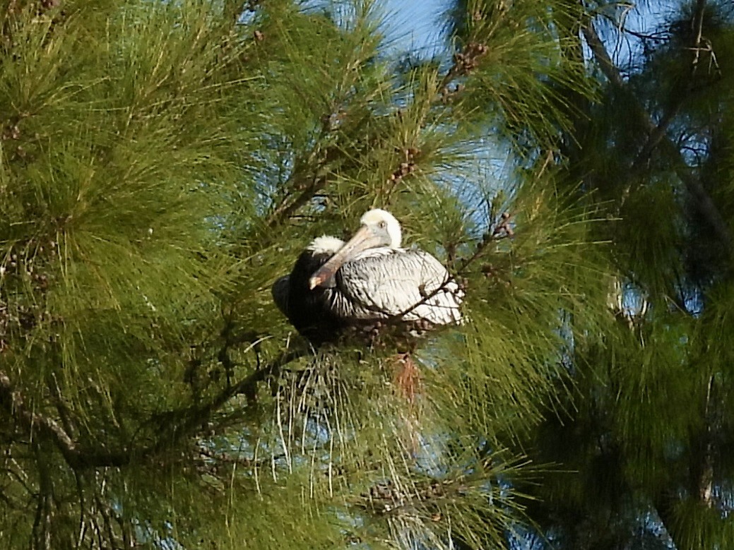 Brown Pelican - ML644650530