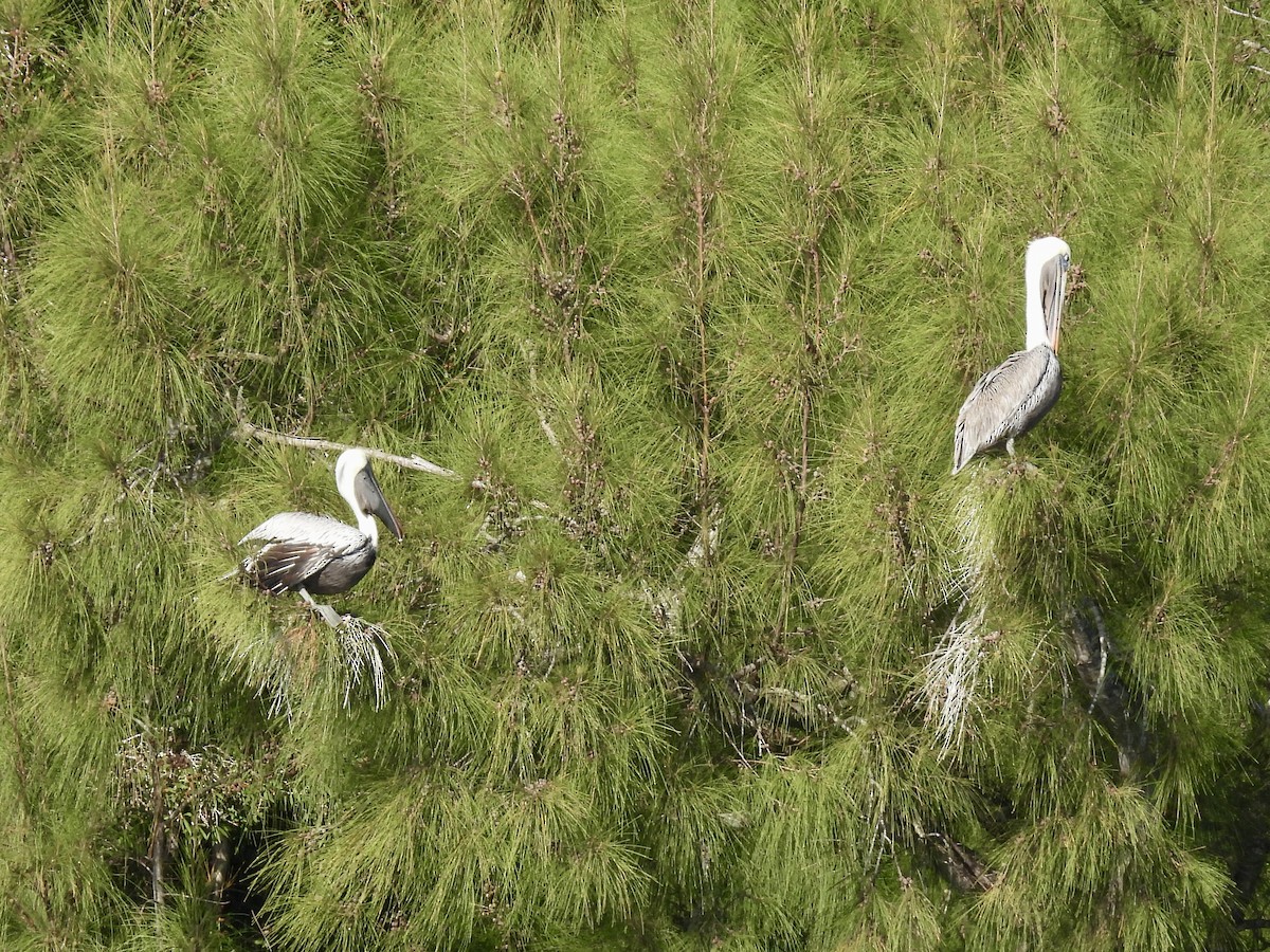 Brown Pelican - ML644650539