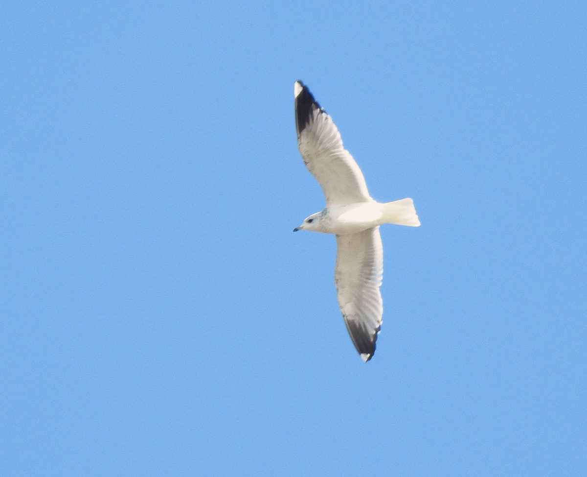 Мартин сивий - ML644650540