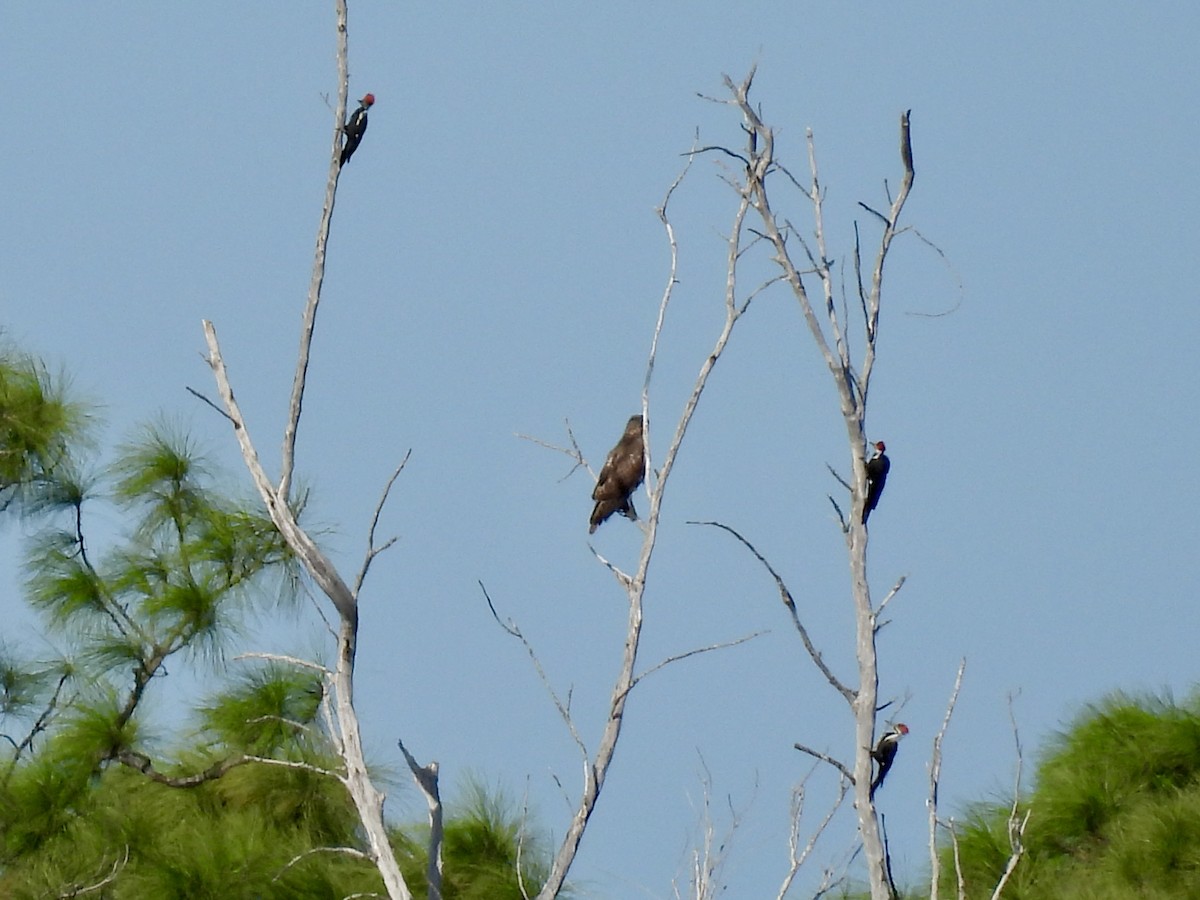 Pileated Woodpecker - ML644650547