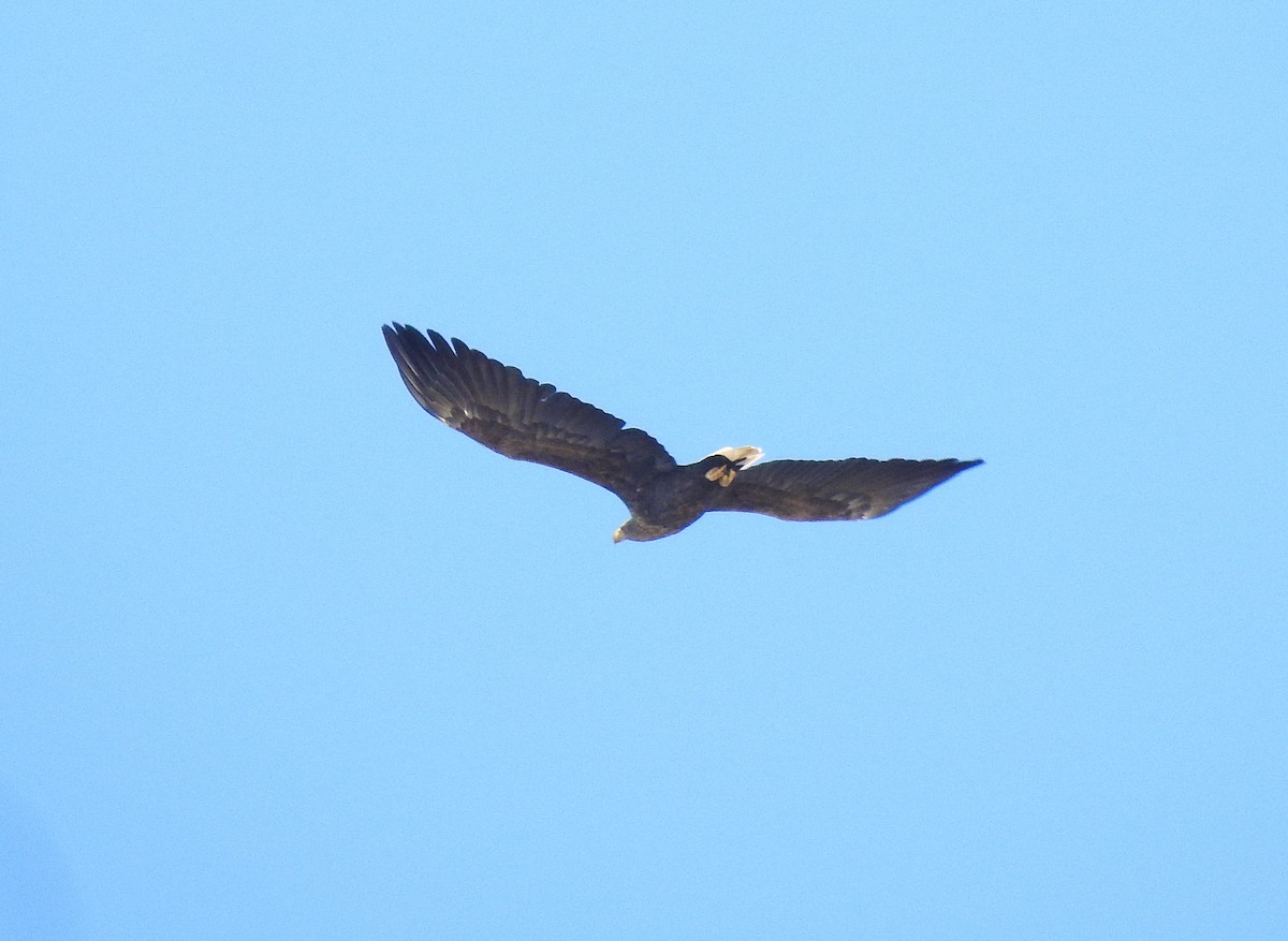 Орлан-білохвіст - ML644650549