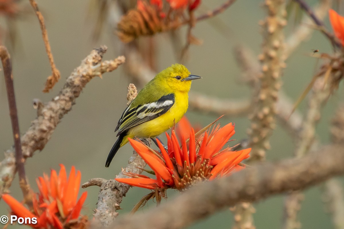 Petit Iora - ML644650550