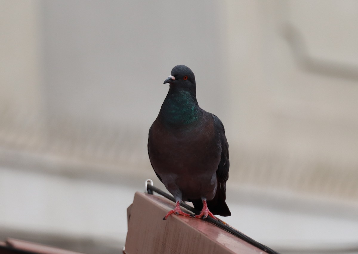 יונת בית - ML644650551