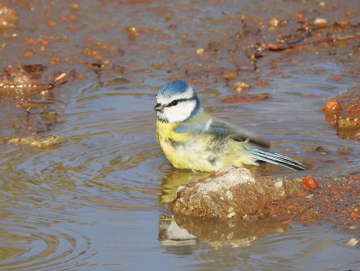 Синиця блакитна - ML644650554