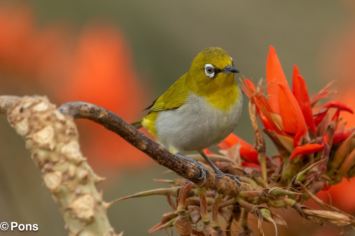 Zostérops oriental - ML644650555