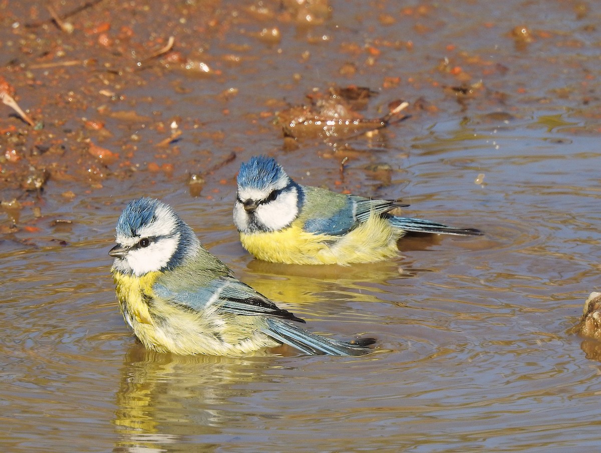 Синиця блакитна - ML644650556