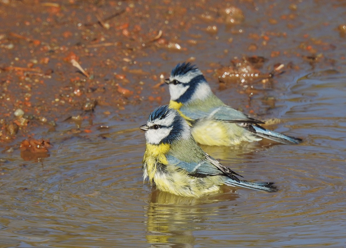 Синиця блакитна - ML644650557