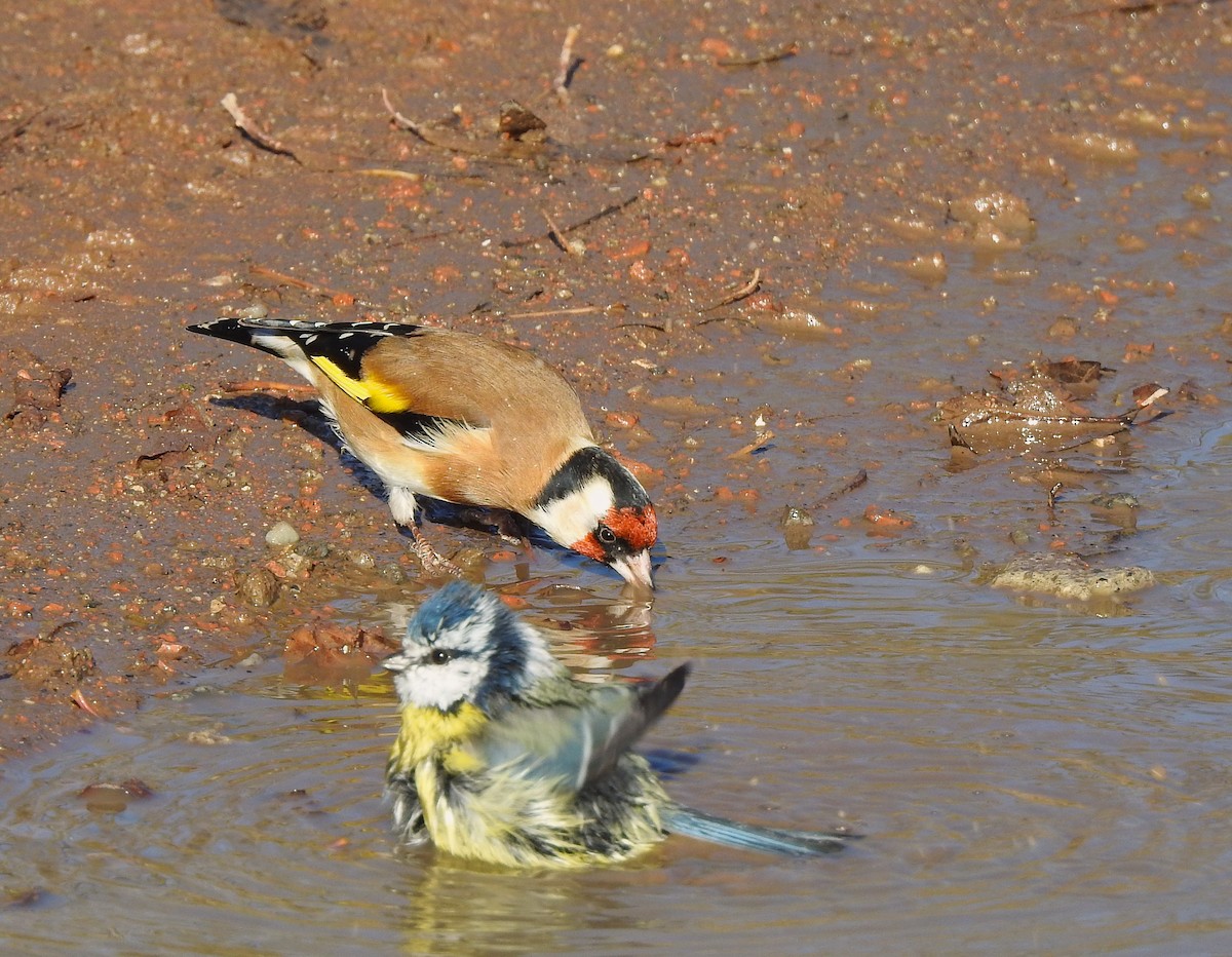 Щиглик звичайний - ML644650568