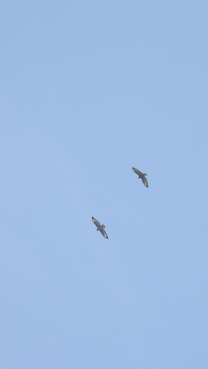 Zapelatz arrunta - ML644650569