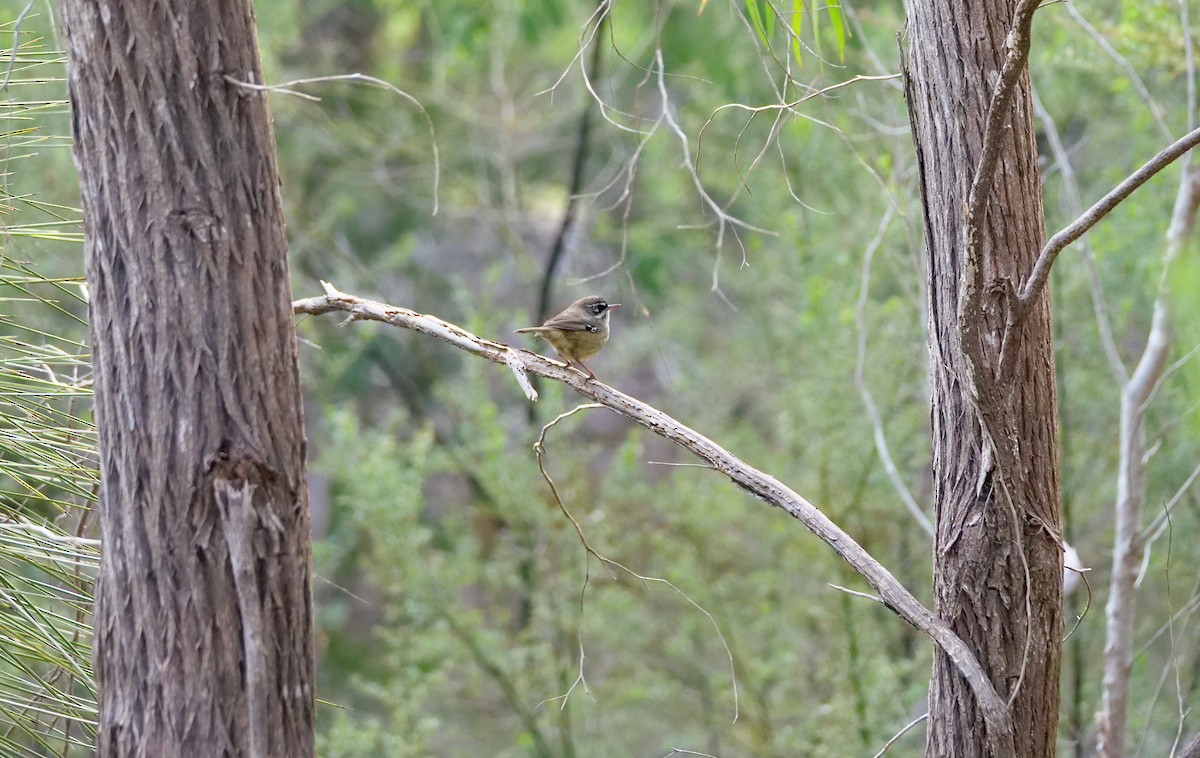 Benekli Serikornis - ML644650571