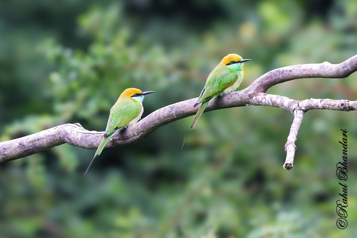 שרקרק חום כיפה - ML644650572