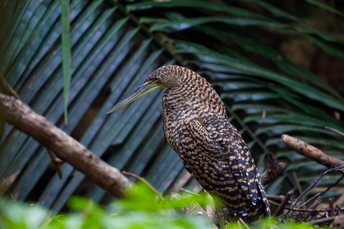 Bare-throated Tiger-Heron - ML644650573