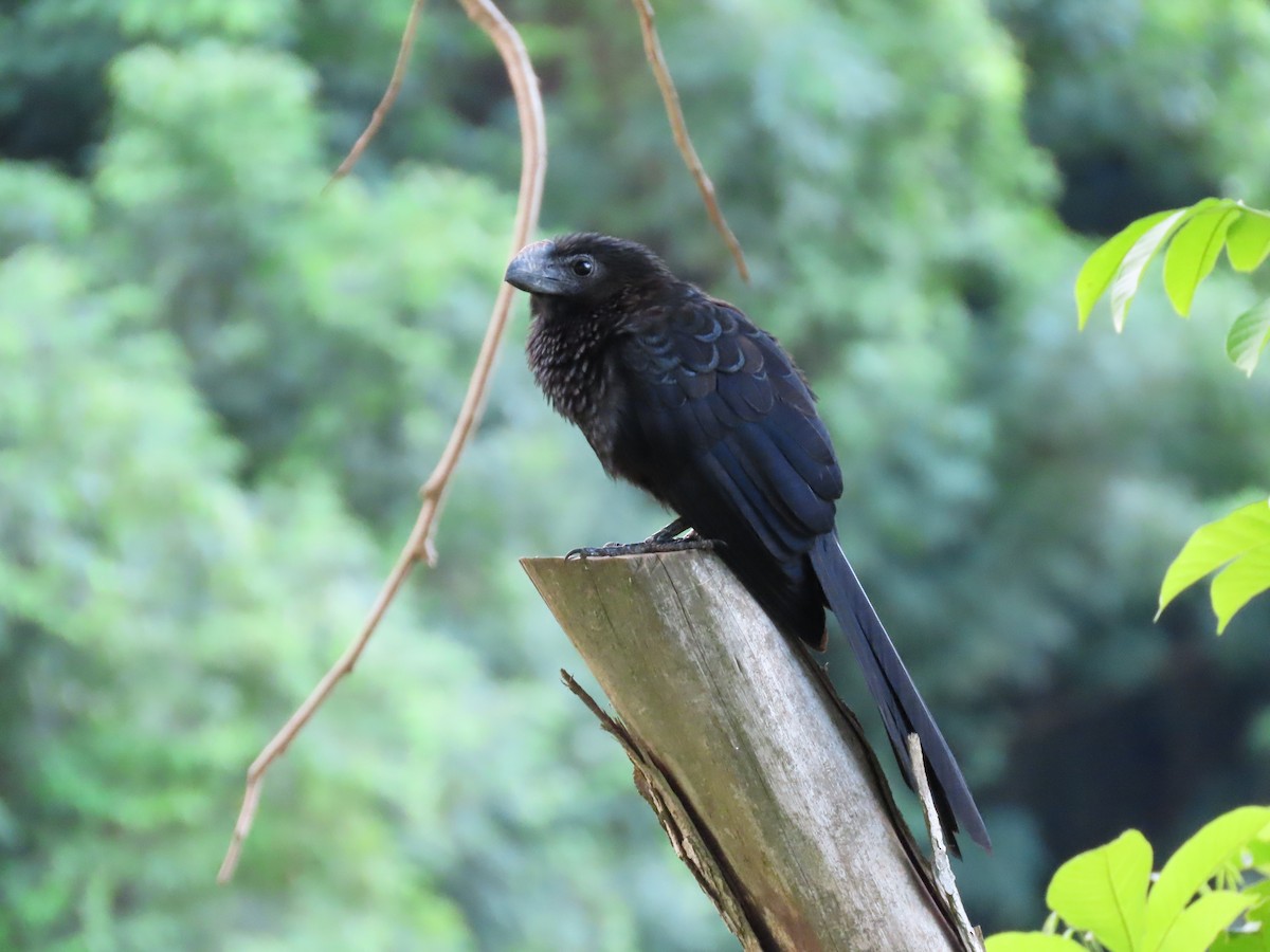 Smooth-billed Ani - ML644650574