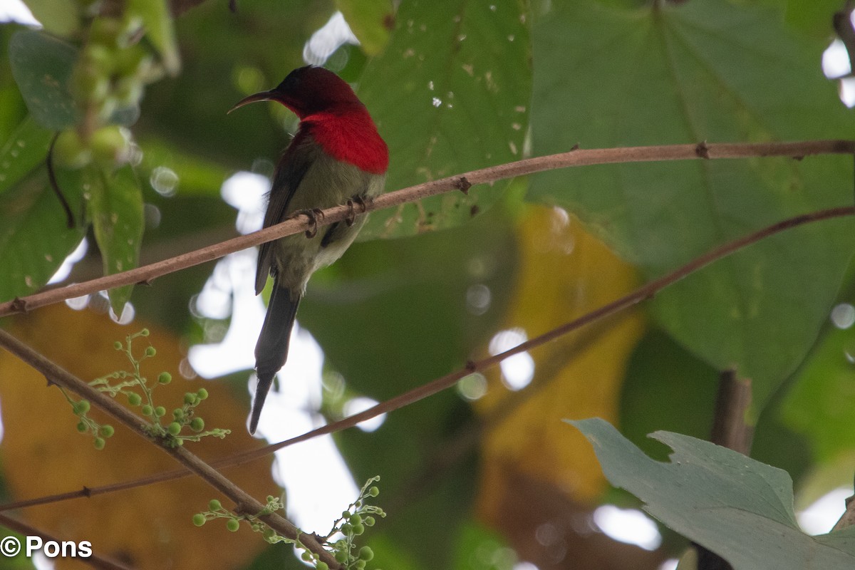 Souimanga siparaja - ML644650576