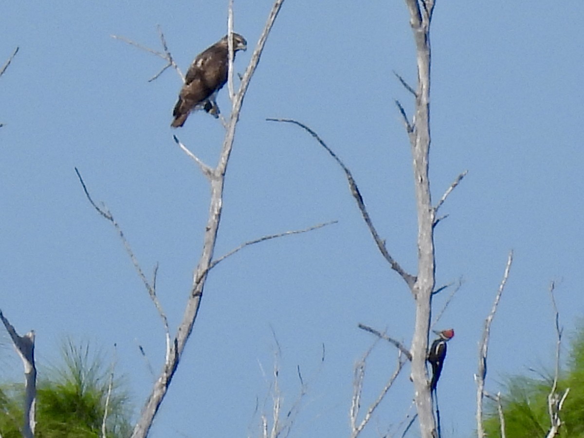 Red-tailed Hawk - ML644650577
