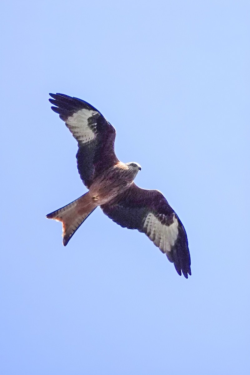 Красный коршун - ML644650578