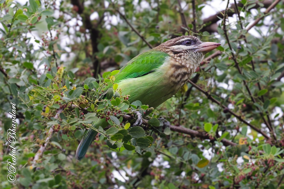 hvitkinnskjeggfugl - ML644650580