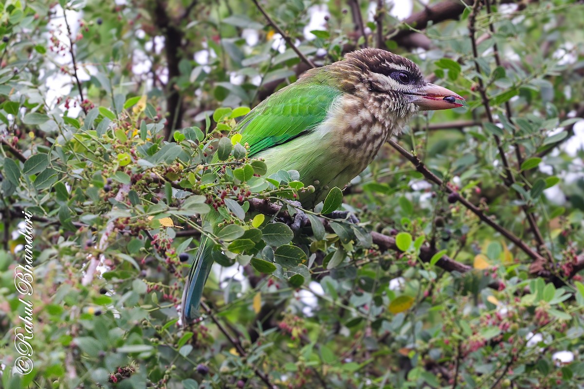 hvitkinnskjeggfugl - ML644650581