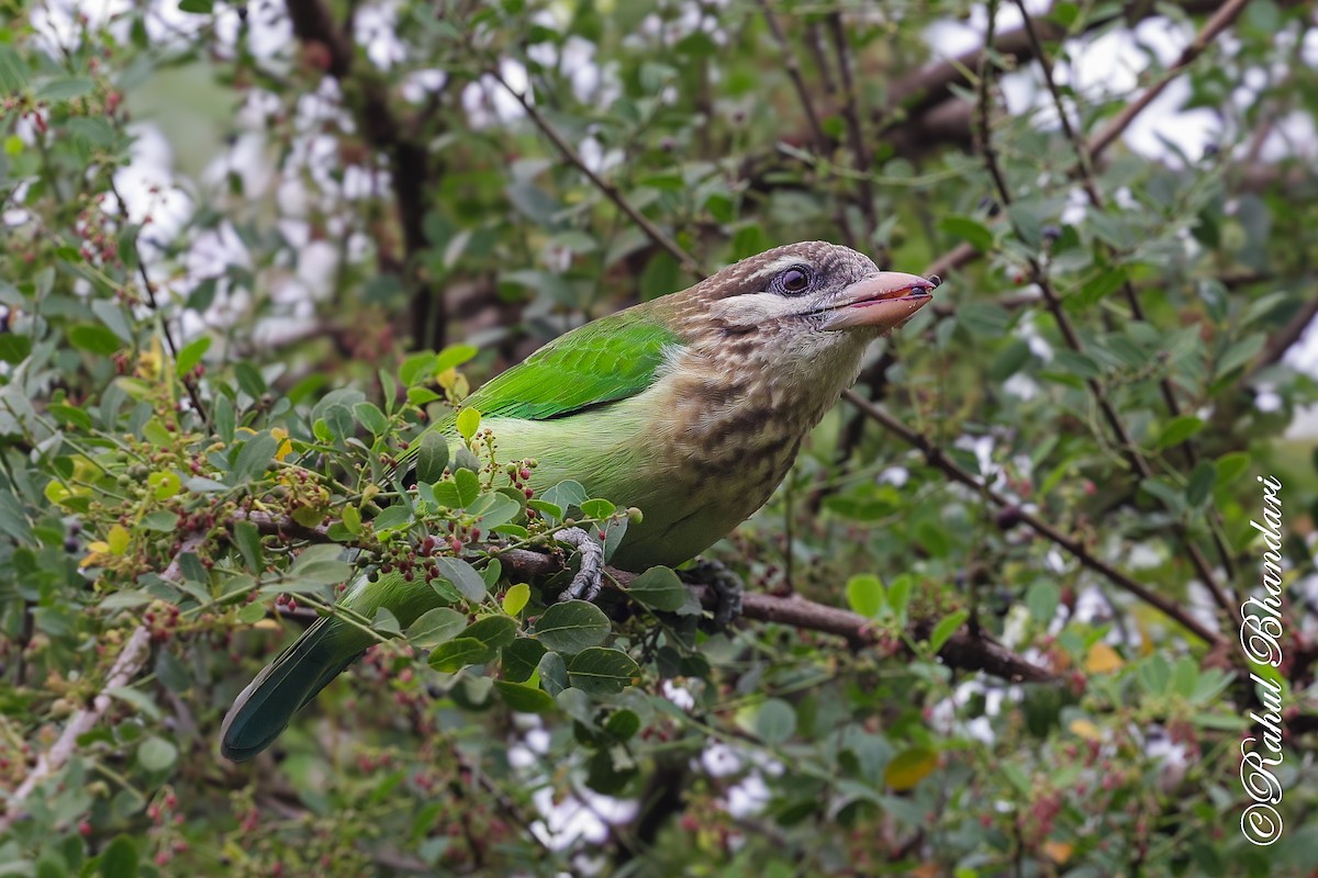 hvitkinnskjeggfugl - ML644650582