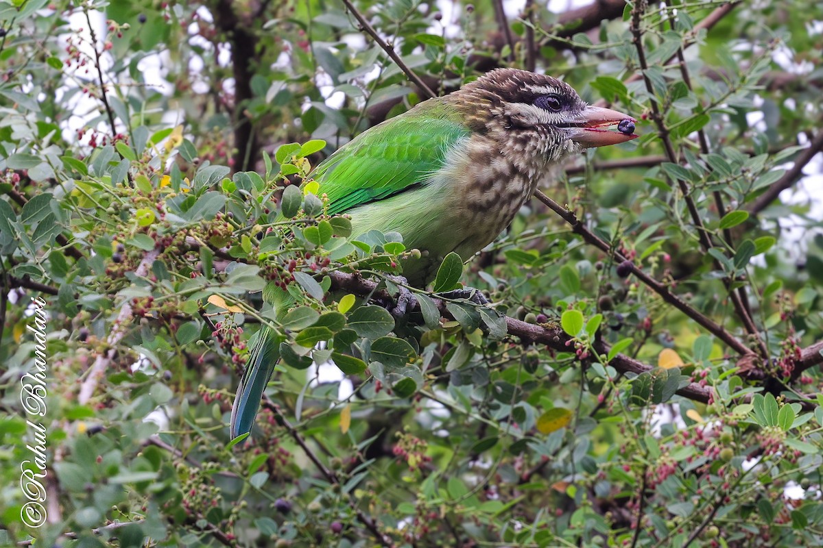 hvitkinnskjeggfugl - ML644650583