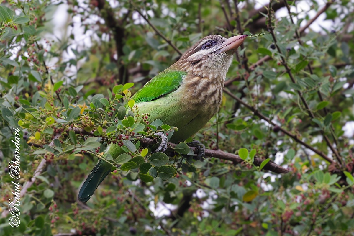 hvitkinnskjeggfugl - ML644650584