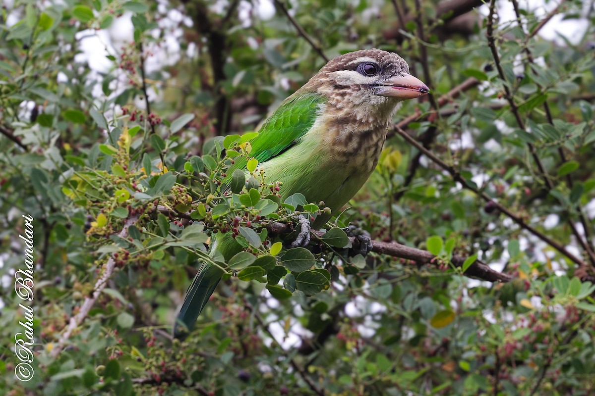 hvitkinnskjeggfugl - ML644650589