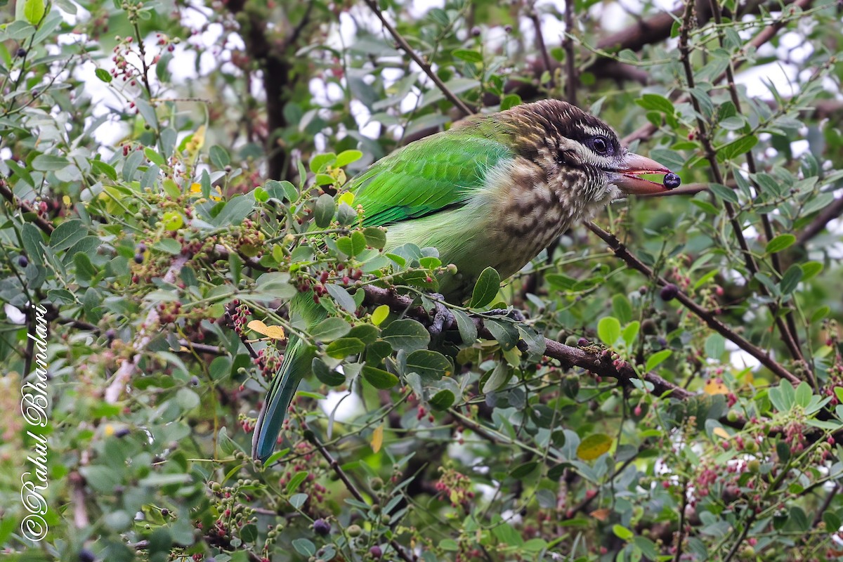 hvitkinnskjeggfugl - ML644650590