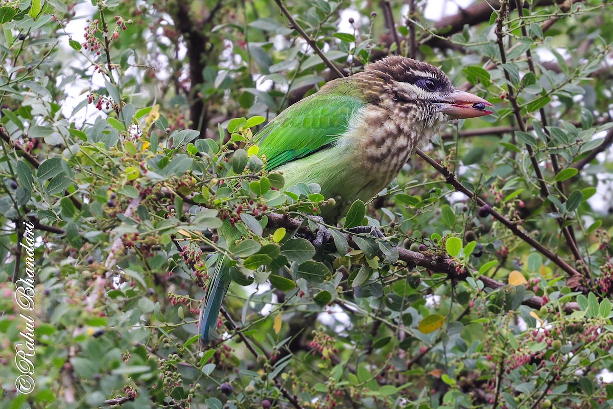 hvitkinnskjeggfugl - ML644650591