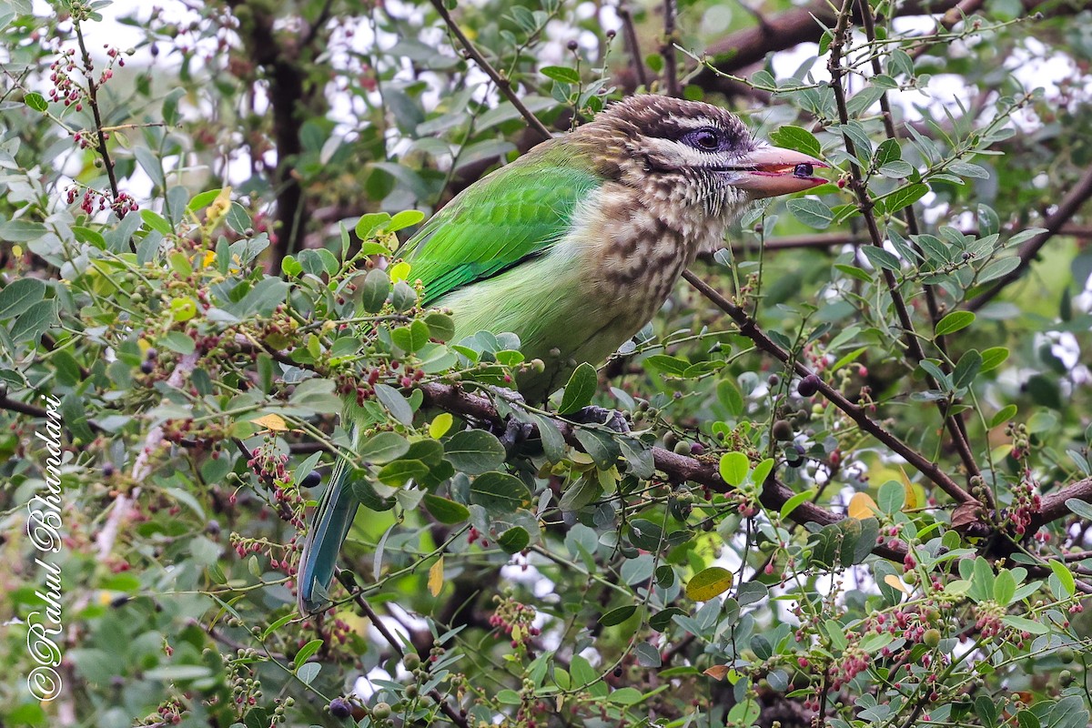 hvitkinnskjeggfugl - ML644650592